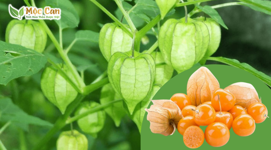 CÂY TẦM BÓP VÀ CÔNG DỤNG TUYỆT VỜI 2 CÂY TẦM BÓP VÀ CÔNG DỤNG TUYỆT VỜI 2